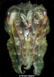 Cuttlefish, full frontal by Michael Gallagher 